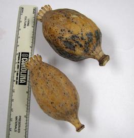   Fruits:   Papaver somniferum ; Photo by A. Margina, USDA APHIS PPQ, imageID.idtools.org
